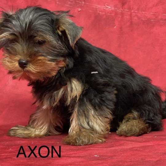 chiot Yorkshire terrier AXON york Domaine de la Chantelaie