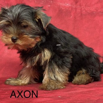 chiot Yorkshire terrier AXON york Domaine de la Chantelaie
