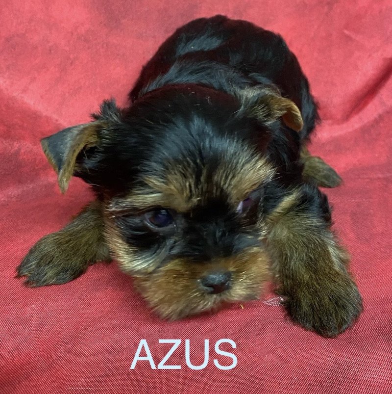AZUS york Mâle Yorkshire terrier