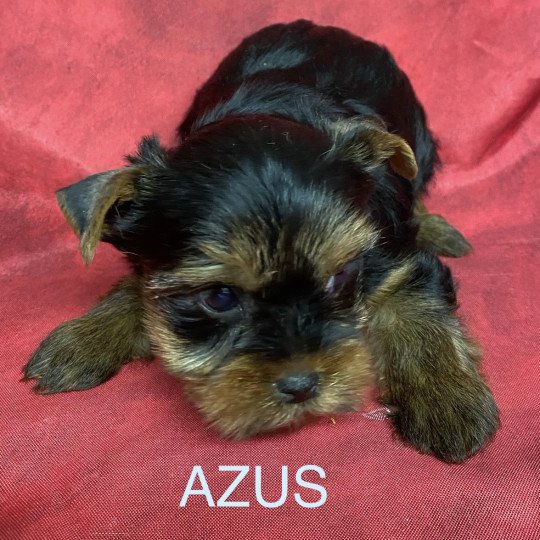 chiot Yorkshire terrier AZUS york Domaine de la Chantelaie