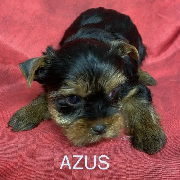 chiot Yorkshire terrier AZUS york Domaine de la Chantelaie chiot Yorkshire terrier AZUS york Domaine de la Chantelaie