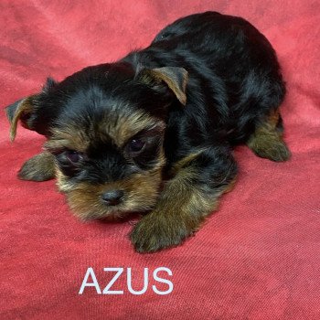 chiot Yorkshire terrier AZUS york Domaine de la Chantelaie chiot Yorkshire terrier AZUS york Domaine de la Chantelaie
