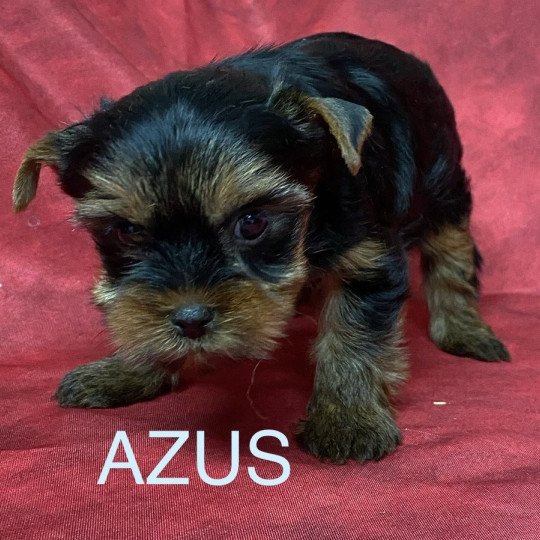 chiot Yorkshire terrier AZUS york Domaine de la Chantelaie