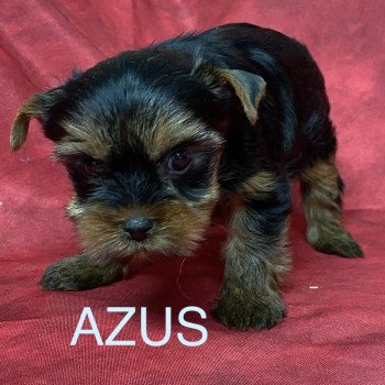 chiot Yorkshire terrier AZUS york Domaine de la Chantelaie chiot Yorkshire terrier AZUS york Domaine de la Chantelaie