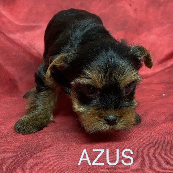 chiot Yorkshire terrier AZUS york Domaine de la Chantelaie chiot Yorkshire terrier AZUS york Domaine de la Chantelaie