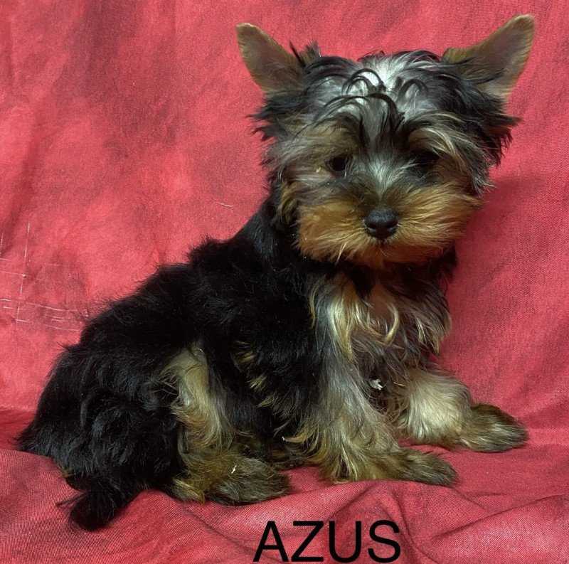 AZUS york Mâle Yorkshire terrier