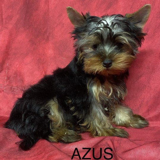 AZUS york Mâle Yorkshire terrier