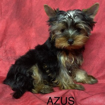 chiot Yorkshire terrier AZUS york Domaine de la Chantelaie chiot Yorkshire terrier AZUS york Domaine de la Chantelaie