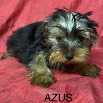 chiot Yorkshire terrier AZUS york Domaine de la Chantelaie chiot Yorkshire terrier AZUS york Domaine de la Chantelaie