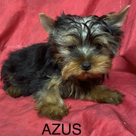 chiot Yorkshire terrier AZUS york Domaine de la Chantelaie