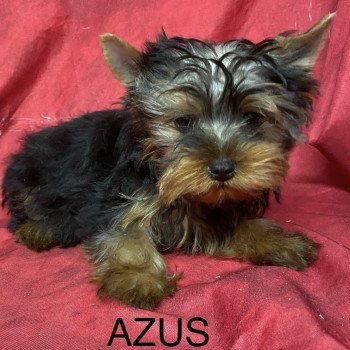 chiot Yorkshire terrier AZUS york Domaine de la Chantelaie chiot Yorkshire terrier AZUS york Domaine de la Chantelaie