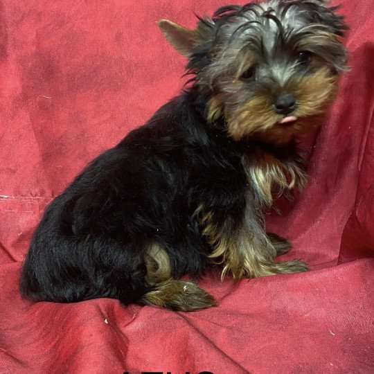chiot Yorkshire terrier AZUS york Domaine de la Chantelaie