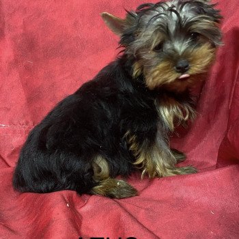 chiot Yorkshire terrier AZUS york Domaine de la Chantelaie chiot Yorkshire terrier AZUS york Domaine de la Chantelaie