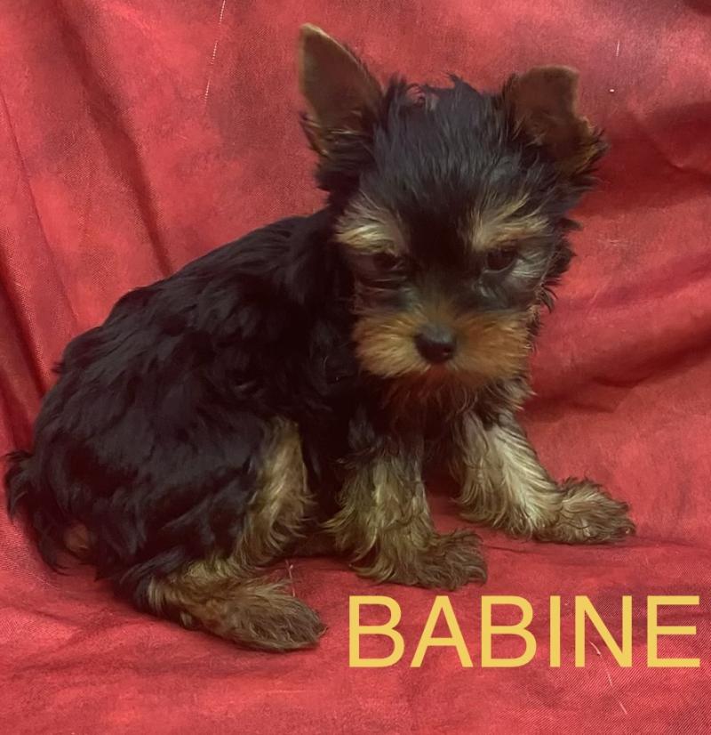 BABINE York disponible Femelle Yorkshire terrier