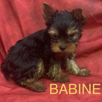chiot Yorkshire terrier BABINE York disponible Domaine de la Chantelaie