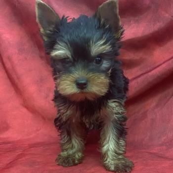 chiot Yorkshire terrier BABINE York disponible Domaine de la Chantelaie