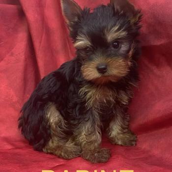 chiot Yorkshire terrier BABINE York disponible Domaine de la Chantelaie
