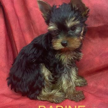 chiot Yorkshire terrier BABINE York disponible Domaine de la Chantelaie