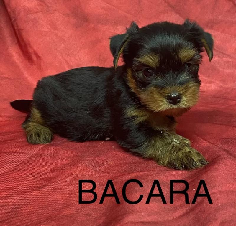 BACARA yorkshire à réserver Femelle Yorkshire terrier