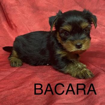 chiot Yorkshire terrier BACARA yorkshire à réserver Domaine de la Chantelaie
