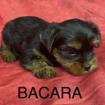 chiot Yorkshire terrier BACARA yorkshire à réserver Domaine de la Chantelaie
