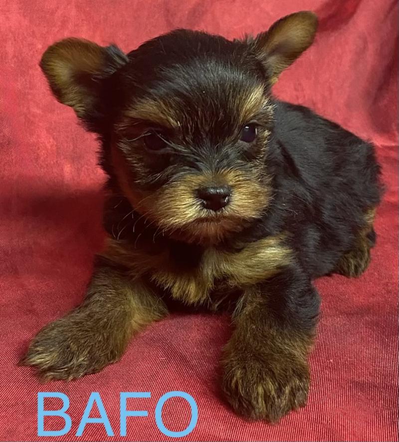BAFO york disponible Mâle Yorkshire terrier