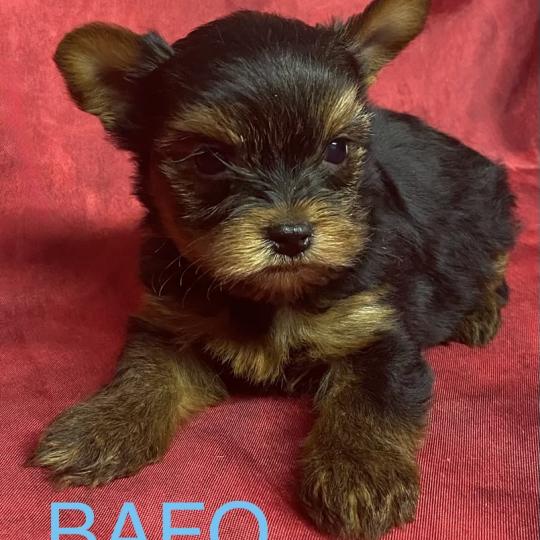 chiot Yorkshire terrier BAFO york disponible Domaine de la Chantelaie