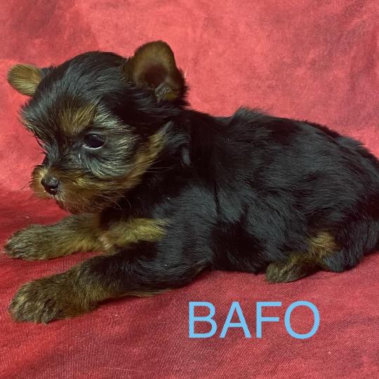 chiot Yorkshire terrier BAFO york disponible Domaine de la Chantelaie