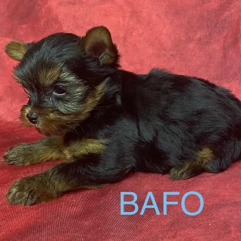 chiot Yorkshire terrier BAFO york disponible Domaine de la Chantelaie