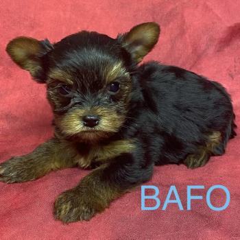 chiot Yorkshire terrier BAFO york disponible Domaine de la Chantelaie