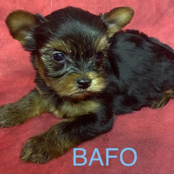chiot Yorkshire terrier BAFO york disponible Domaine de la Chantelaie