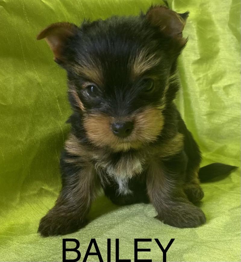 BAILEY york disponible Mâle Yorkshire terrier