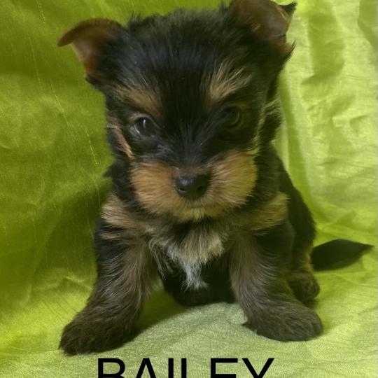 chiot Yorkshire terrier BAILEY york disponible Domaine de la Chantelaie