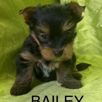 chiot Yorkshire terrier BAILEY york disponible Domaine de la Chantelaie