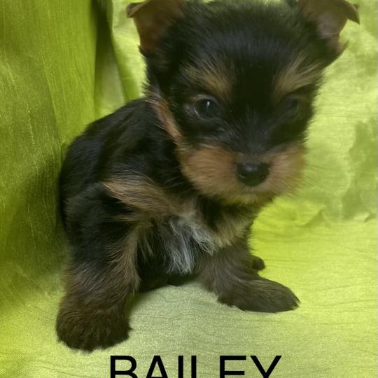 chiot Yorkshire terrier BAILEY york disponible Domaine de la Chantelaie