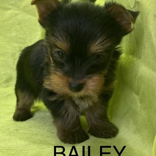 chiot Yorkshire terrier BAILEY york disponible Domaine de la Chantelaie