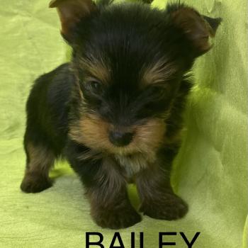 chiot Yorkshire terrier BAILEY york disponible Domaine de la Chantelaie