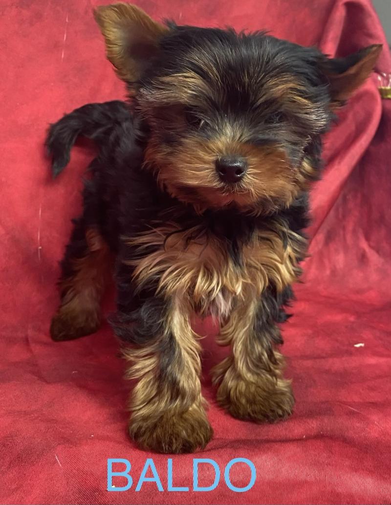 BALDO yorkshire DISPONIBLE Mâle Yorkshire terrier