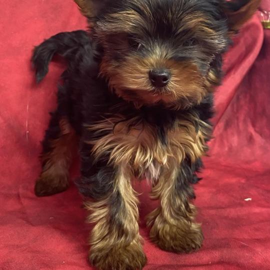 chiot Yorkshire terrier Noir et feu BALDO Domaine de la Chantelaie
