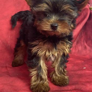chiot Yorkshire terrier Noir et feu BALDO Domaine de la Chantelaie