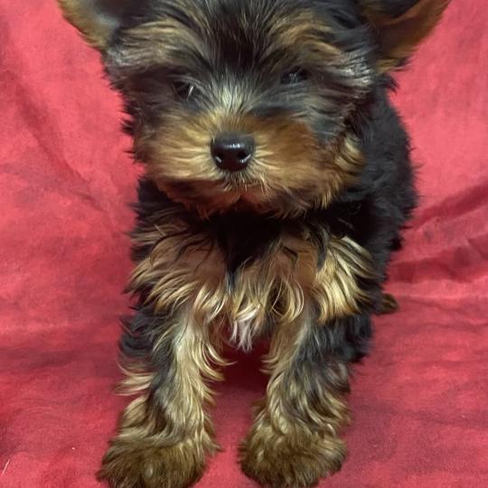 chiot Yorkshire terrier Noir et feu BALDO Domaine de la Chantelaie