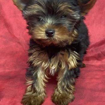 chiot Yorkshire terrier Noir et feu BALDO Domaine de la Chantelaie
