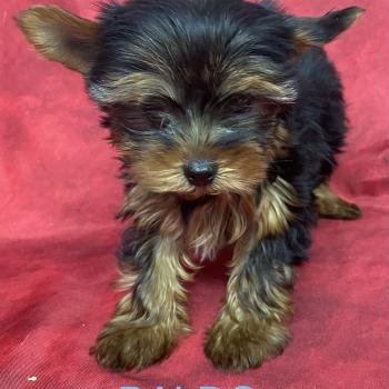 chiot Yorkshire terrier Noir et feu BALDO Domaine de la Chantelaie