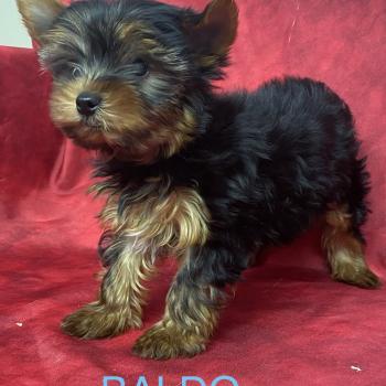 chiot Yorkshire terrier Noir et feu BALDO Domaine de la Chantelaie