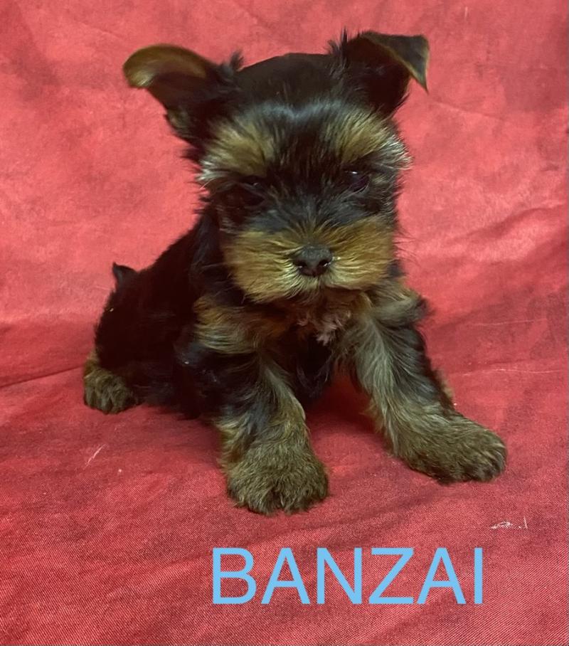 BANZAI yorkshire à réserver Mâle Yorkshire terrier