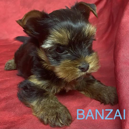 chiot Yorkshire terrier BANZAI yorkshire à réserver Domaine de la Chantelaie