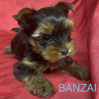chiot Yorkshire terrier BANZAI yorkshire à réserver Domaine de la Chantelaie