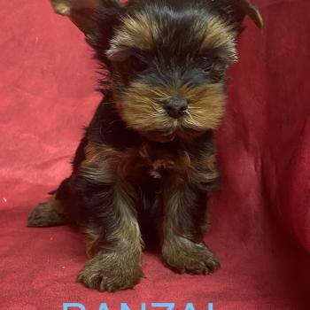 chiot Yorkshire terrier BANZAI yorkshire à réserver Domaine de la Chantelaie