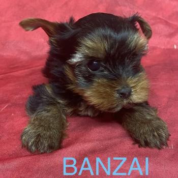 chiot Yorkshire terrier BANZAI yorkshire à réserver Domaine de la Chantelaie
