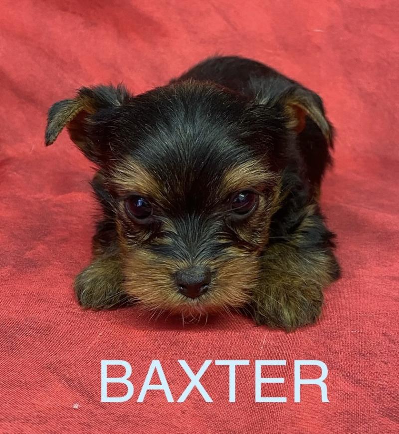 BAXTER york à réserver Mâle Yorkshire terrier